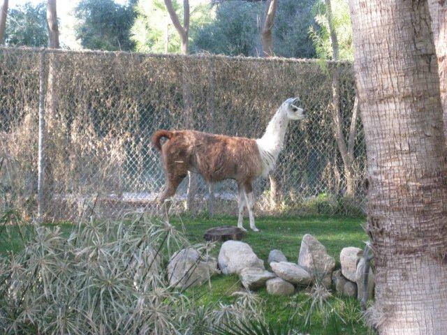 Llama